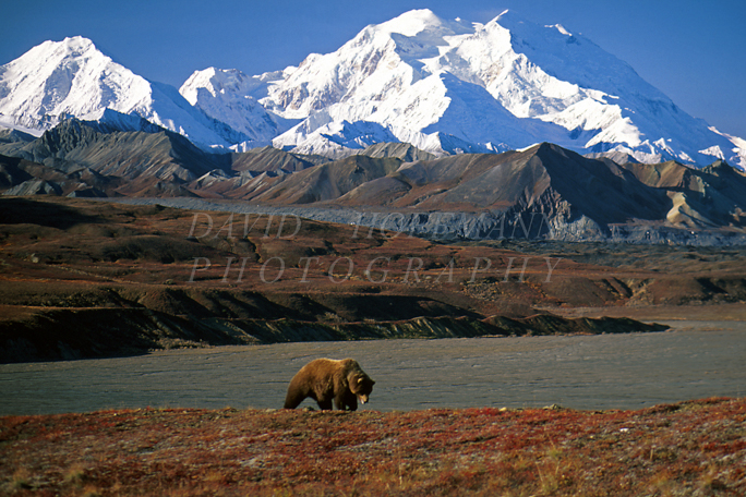 Grizzly bear in Denali. Image 045.