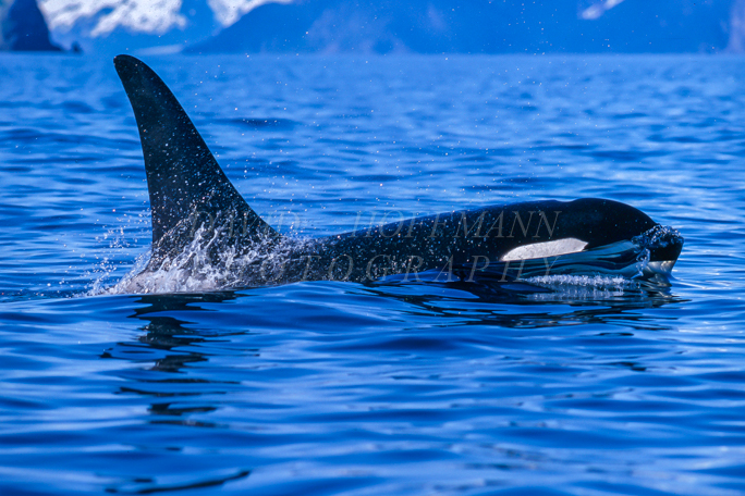 Killer whale in Kenai Fjords National Park. Image 058.