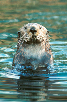 Sea Otter. Image 163.