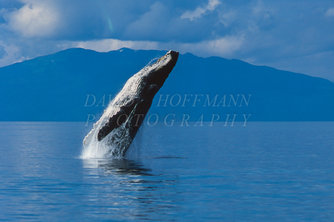 Humpback whale breaching in Alaska. Image 2001.