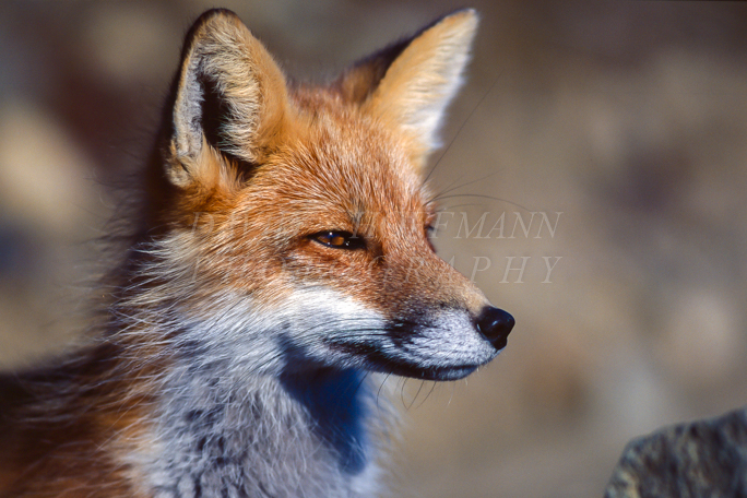 Red fox portrait. Image IMG_2003.