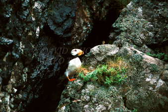 Horned Puffin in Alaska. Image 200.