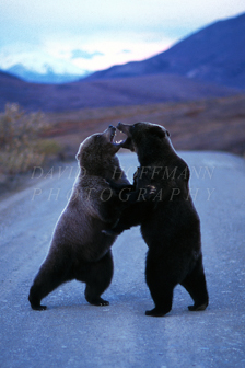 Grizzly bears fighting. Image 255.