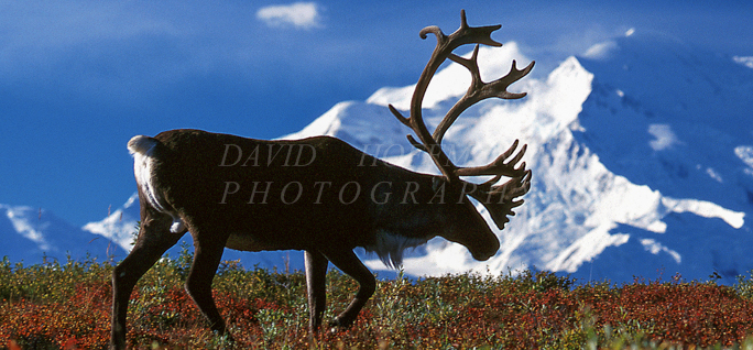 Bull Caribou in Denali. Image 258.