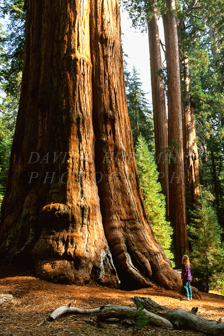 General Sherman Tree, Sequoia. Image 259.