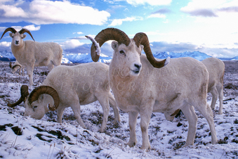 Dall sheep rams in Denali. Image 260.