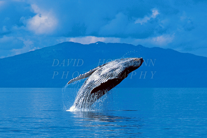 Humpback whale breaching in Alaska. Image 437.