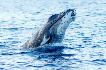 Baby humpback whale breaching. Image 6A5A0350.