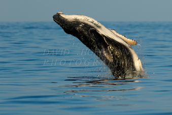 Baby humpback whale breaching. Image 6A5A0622.