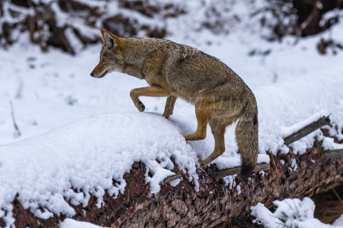 Coyote hunting in the snow in Yosemite. Image 6A5A3627.