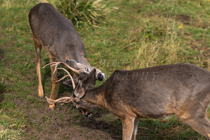 White-tailed deer sparring. Image DSC02125.