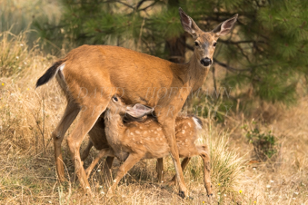 White tailed deer fawns nursing. Image DSC_0014.
