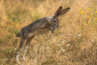 Rabbit jumping. Image DSC_0212.