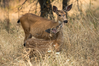 Fawn and doe nose to nose. Image DSC_0383.