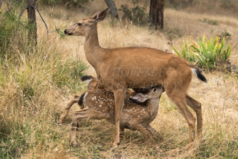 White tailed deer fawns nursing. Image DSC_0592.