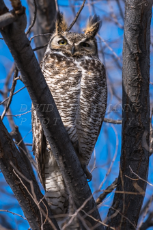 Great horned owl. Image DSC_1088.