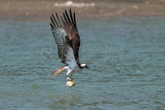 Osprey catching a fish. Image DCS_3476.