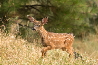 White tailed deer fawn. Image DSC_5522.