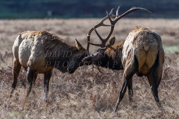 Bull elk sparring. Image DSC_5545.
