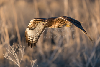 Red tailed hawk. Image DSC_6203.