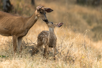 White tailed deer fawn and doe. Image DSC_6562.