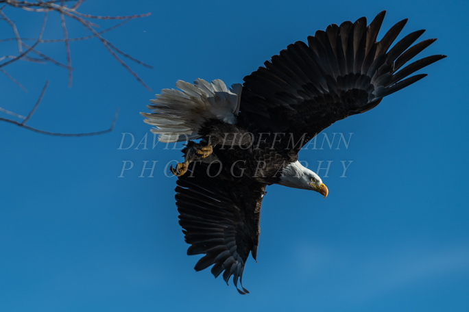 Bald eagle soaring. Image DSC_6949.
