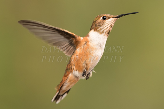 Hummingbird in flight. Image DSC_7485.