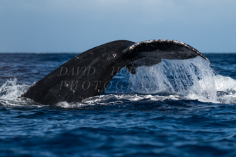 Humpback whale tail fluke in Hawaii. Image IMG_7874.