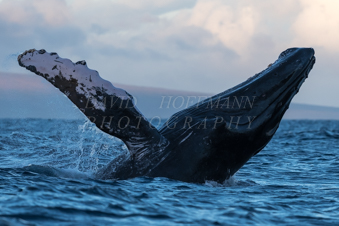 Humpback whale breaching in Hawaii. Image IMG_8135.
