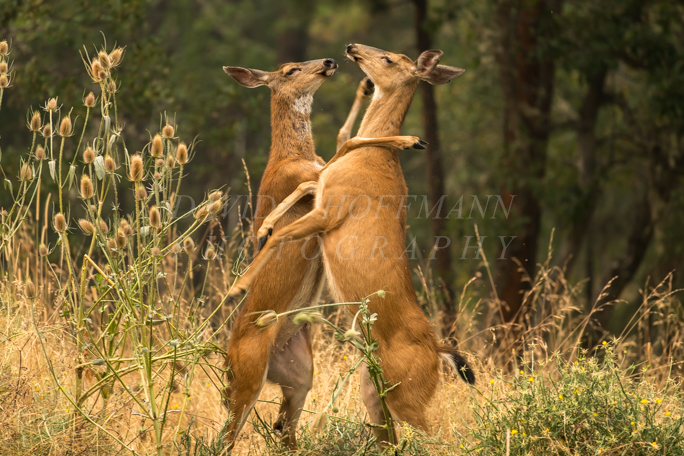 White-tailed deer fighting. Image DSC_8174.