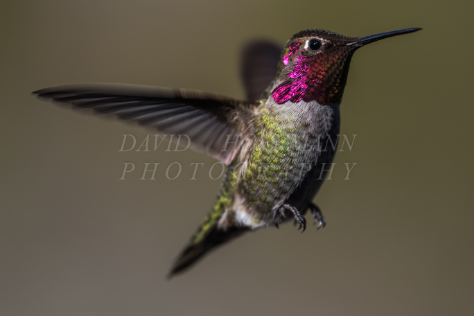 Hummingbird in flight. Image DSC_8506.