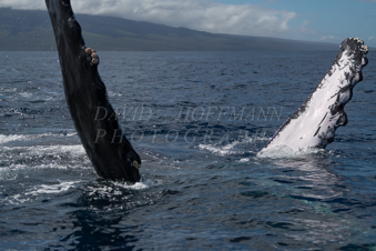 Humpback whale pectoral fins in Hawaii. Image IMG_8912.