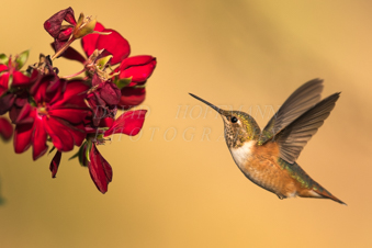 Hummingbird in flight. Image DSC_9009.