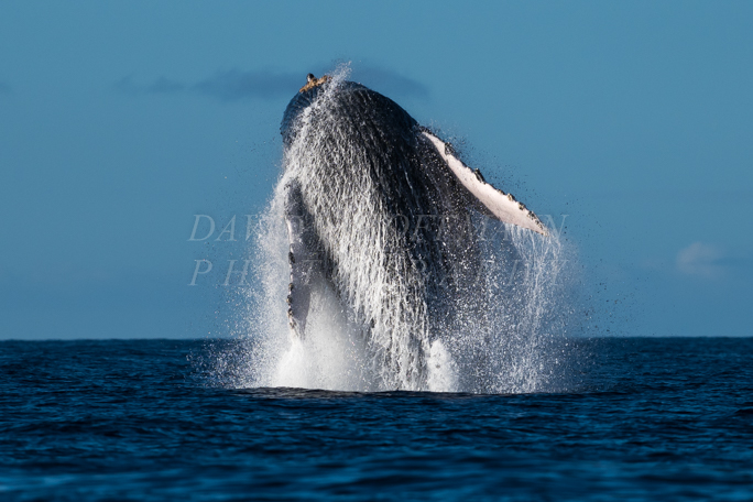Humpback whale breaching in Hawaii. Image IMG_9722.