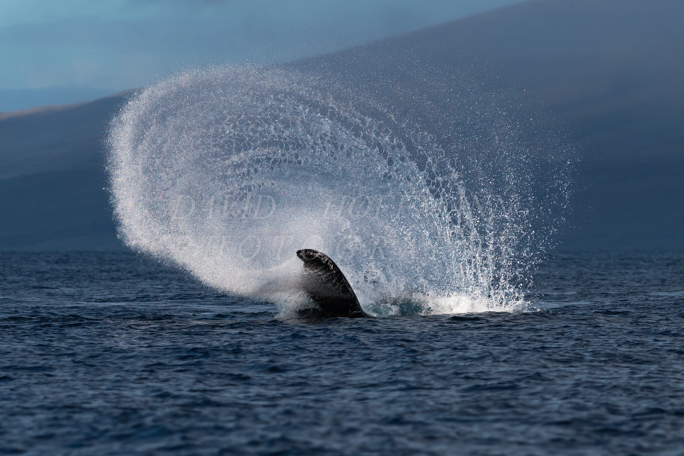 Humpback whale peduncle throw in Hawaii. Image IMG_9836.