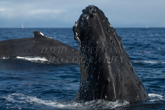 Humpback whale spyhopping in Hawaii. Image IMG_9886.
