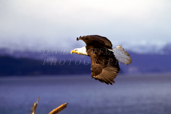 Bald eagle. Image Eagle.