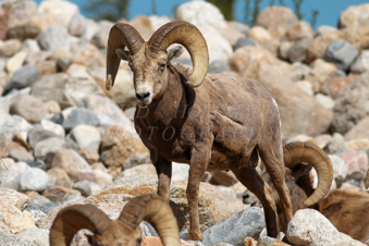 Big Horn Sheep in the Rocky Mountains. Image IMG_0371.