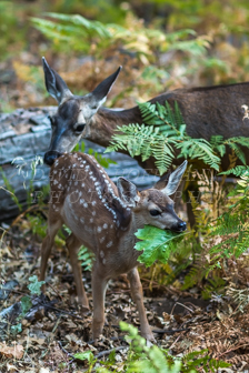 Mule deer fawn chewing a leaf. Image IMG_0477.