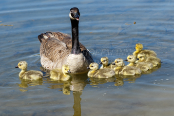 Canada goose and goslings. Image IMG_2435.