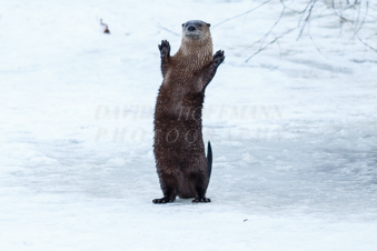 River otter standing and waving. Image IMG_2648.