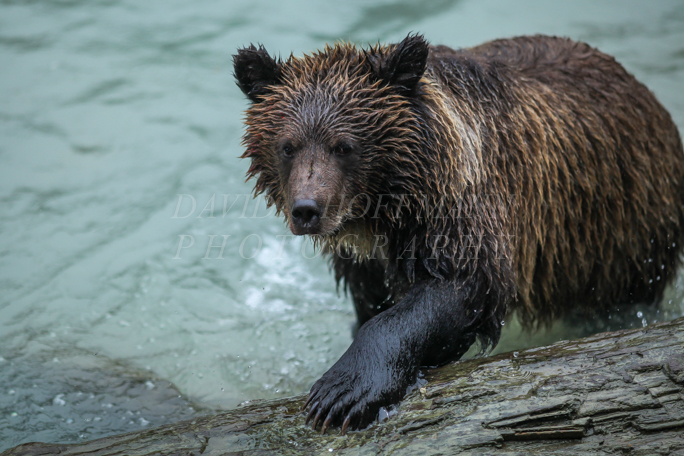 Grizzly bear cub stepping onto a log. Image IMG_3209.