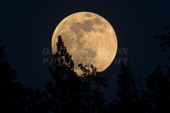 Full moon rising. Image IMG_4409.