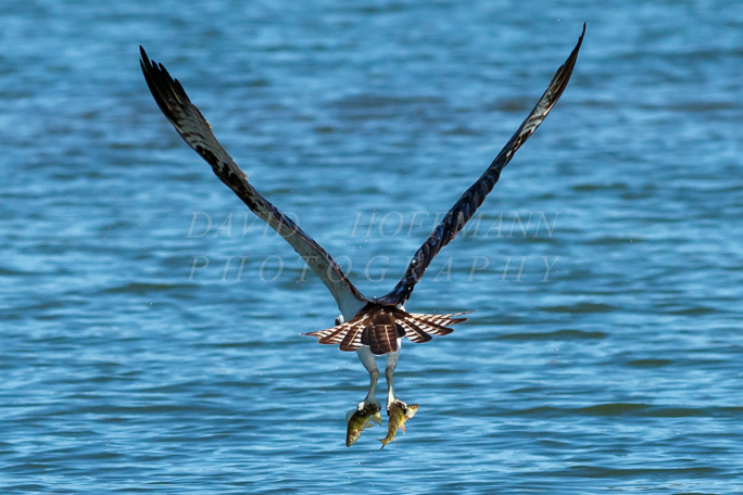 Osprey with one fish in each talon. Image IMG_5174.