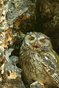 Western screech owl. Image IMG_5390.