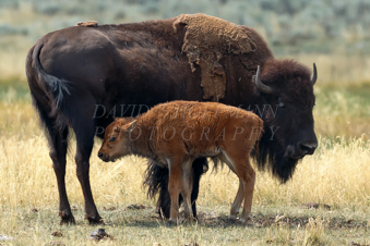 Buffalo calf in Yellowstone. Image IMG_5541.