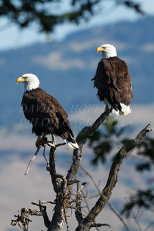 Bald eagles. Image IMG_5827.