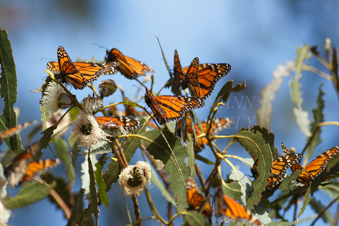 Monarch Butterflies. Image IMG_9493.