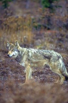 Timberwolf in Denali. Image PATHFNDR.