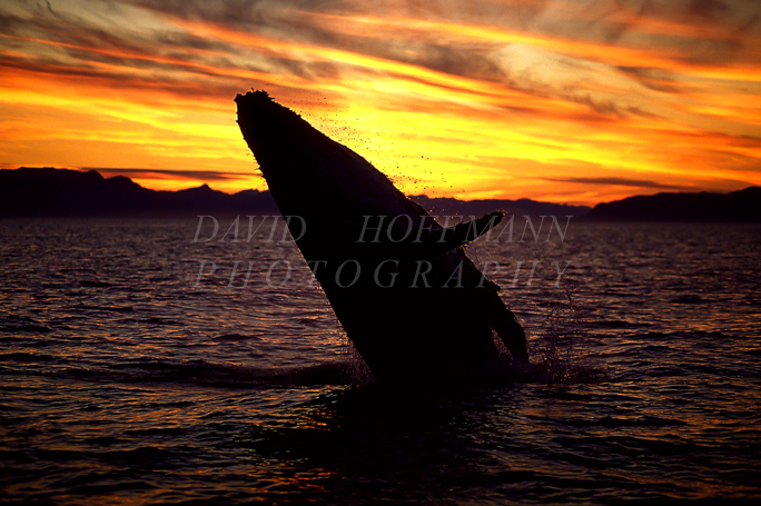 Humpback whale breaching at sunset. Image Sunsetbr.